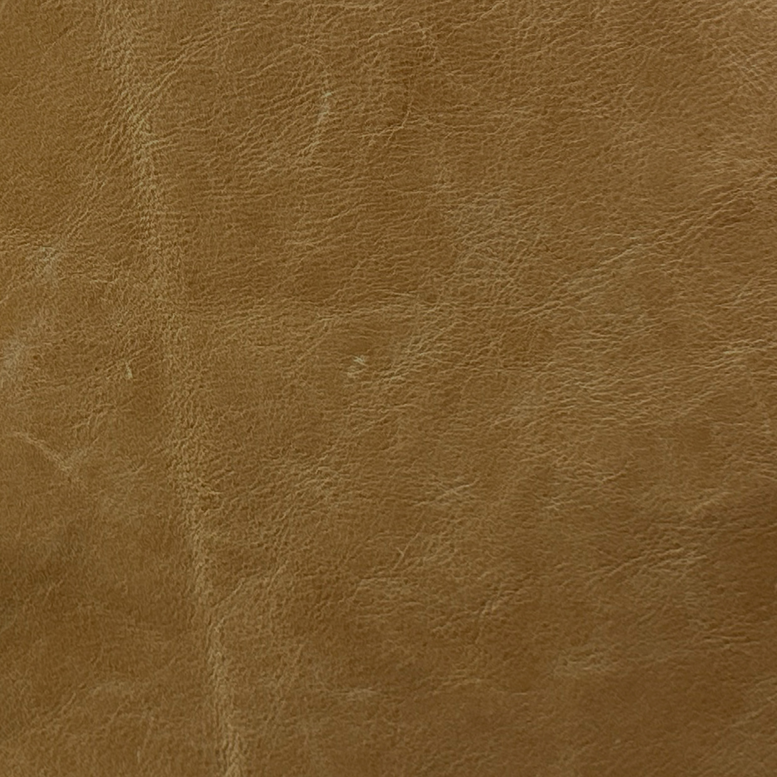 Coyote Acorn